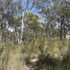 Acacia mearnsii at Aranda, ACT - 3 Nov 2023 11:27 AM