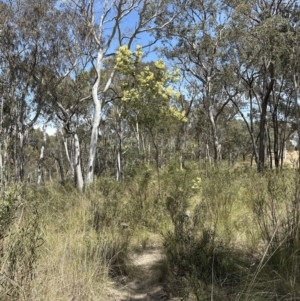 Acacia mearnsii at Aranda, ACT - 3 Nov 2023