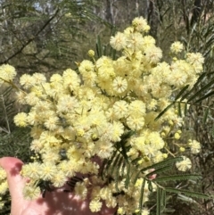 Acacia mearnsii at Aranda, ACT - 3 Nov 2023 11:27 AM