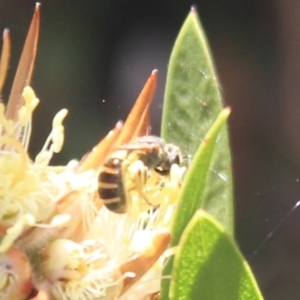 Lasioglossum (Chilalictus) bicingulatum at Hall, ACT - 3 Nov 2023 11:50 AM