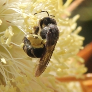 Lasioglossum (Chilalictus) bicingulatum at Hall, ACT - 3 Nov 2023 11:50 AM