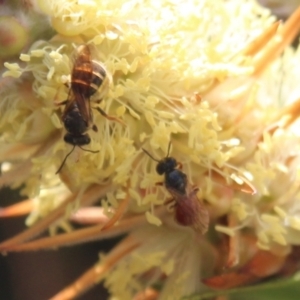 Lasioglossum (Chilalictus) bicingulatum at Hall, ACT - 3 Nov 2023 11:50 AM