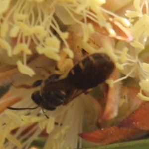 Lasioglossum (Chilalictus) bicingulatum at Hall, ACT - 3 Nov 2023 11:50 AM