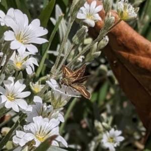 Taractrocera papyria at Captains Flat, NSW - suppressed