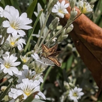 Taractrocera papyria (White-banded Grass-dart) at QPRC LGA - 3 Nov 2023 by Csteele4