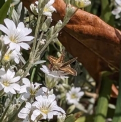 Taractrocera papyria at Captains Flat, NSW - suppressed