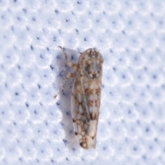 Orosius orientalis (Common Brown Leafhopper) at Jerrabomberra, NSW - 2 Nov 2023 by DianneClarke