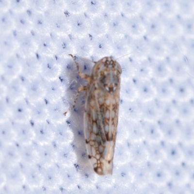 Orosius orientalis (Common Brown Leafhopper) at Jerrabomberra, NSW - 1 Nov 2023 by DianneClarke