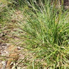 Nassella neesiana (Chilean Needlegrass) at Barton, ACT - 3 Nov 2023 by Steve818