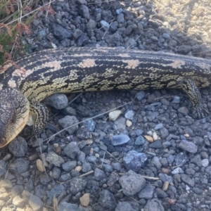 Tiliqua nigrolutea at Wamboin, NSW - 31 Oct 2023 02:45 PM