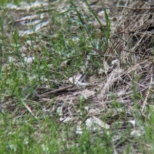 Zosterops lateralis at Yea, VIC - 31 Oct 2023