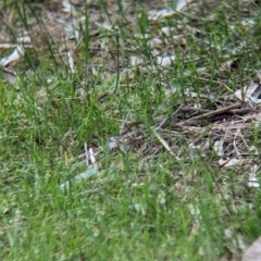 Zosterops lateralis at Yea, VIC - 31 Oct 2023 02:58 PM