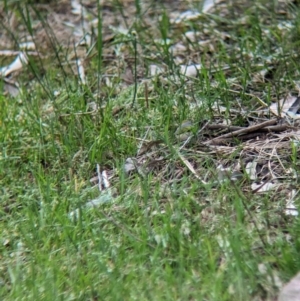 Zosterops lateralis at Yea, VIC - 31 Oct 2023