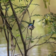 Malurus cyaneus (Superb Fairywren) at Yea Wetlands John Cummins Reserve - 31 Oct 2023 by Darcy