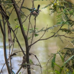 Malurus cyaneus at Killingworth, VIC - 31 Oct 2023