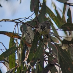Pardalotus punctatus (Spotted Pardalote) at Yea Wetlands John Cummins Reserve - 31 Oct 2023 by Darcy