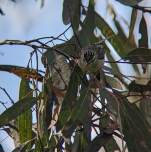 Pardalotus punctatus at Yea, VIC - 31 Oct 2023