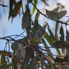 Pardalotus punctatus at Yea, VIC - 31 Oct 2023