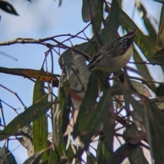 Pardalotus punctatus at Yea, VIC - 31 Oct 2023