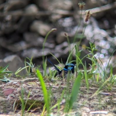 Malurus cyaneus (Superb Fairywren) at Yea Wetlands John Cummins Reserve - 31 Oct 2023 by Darcy