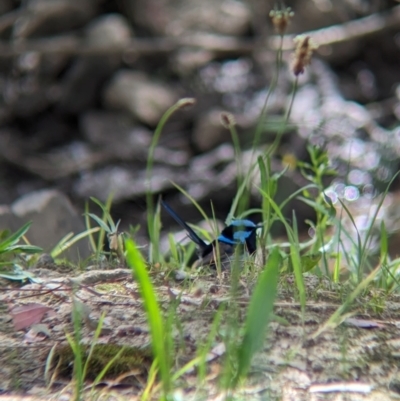 Malurus cyaneus (Superb Fairywren) at Yea, VIC - 31 Oct 2023 by Darcy