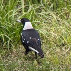 Gymnorhina tibicen at Yea, VIC - 31 Oct 2023