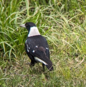 Gymnorhina tibicen at Yea, VIC - 31 Oct 2023