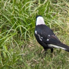 Gymnorhina tibicen at Yea, VIC - 31 Oct 2023