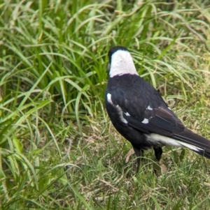 Gymnorhina tibicen at Yea, VIC - 31 Oct 2023