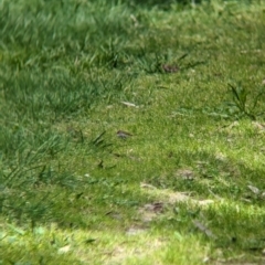 Neochmia temporalis (Red-browed Finch) at Yea Wetlands John Cummins Reserve - 31 Oct 2023 by Darcy