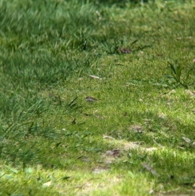 Neochmia temporalis (Red-browed Finch) at Yea Wetlands John Cummins Reserve - 31 Oct 2023 by Darcy
