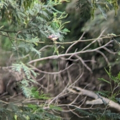 Pardalotus punctatus at Yea, VIC - 31 Oct 2023