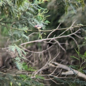 Pardalotus punctatus at Yea, VIC - 31 Oct 2023