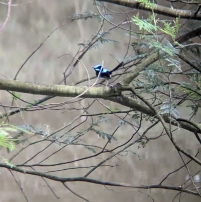 Malurus cyaneus (Superb Fairywren) at Yea, VIC - 31 Oct 2023 by Darcy