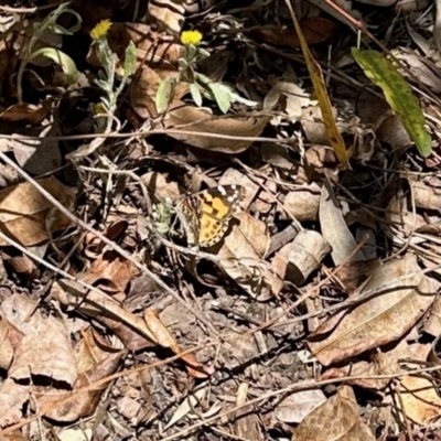 Vanessa kershawi (Australian Painted Lady) at Aranda, ACT - 3 Nov 2023 by KMcCue