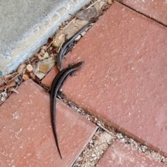 Lampropholis guichenoti (Common Garden Skink) at Aranda, ACT - 2 Nov 2023 by KMcCue