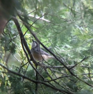 Pachycephala rufiventris at Yea, VIC - 31 Oct 2023