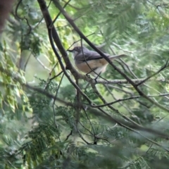 Pachycephala rufiventris at Yea, VIC - 31 Oct 2023