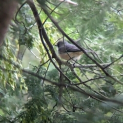 Pachycephala rufiventris at Yea, VIC - 31 Oct 2023