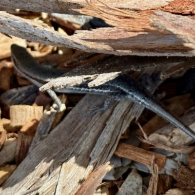 Lampropholis guichenoti (Common Garden Skink) at Aranda, ACT - 1 Nov 2023 by KMcCue