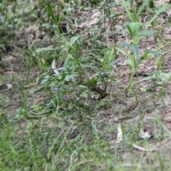 Sericornis frontalis (White-browed Scrubwren) at Yea, VIC - 31 Oct 2023 by Darcy