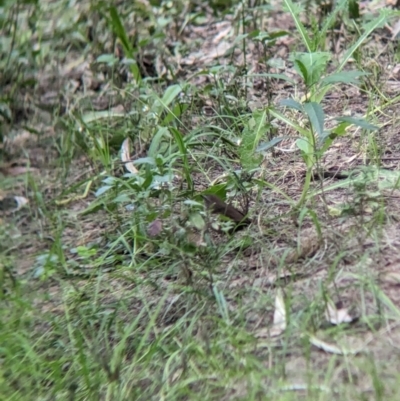 Sericornis frontalis (White-browed Scrubwren) at Yea Wetlands John Cummins Reserve - 31 Oct 2023 by Darcy