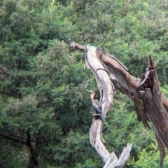 Anhinga novaehollandiae (Australasian Darter) at Yea, VIC - 31 Oct 2023 by Darcy