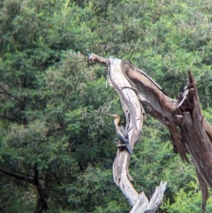 Anhinga novaehollandiae at Yea, VIC - 31 Oct 2023 03:46 PM