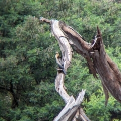 Anhinga novaehollandiae at Yea, VIC - 31 Oct 2023 03:46 PM