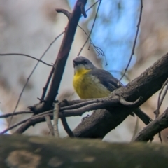 Eopsaltria australis (Eastern Yellow Robin) at Yea, VIC - 31 Oct 2023 by Darcy