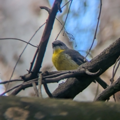 Eopsaltria australis (Eastern Yellow Robin) at Yea, VIC - 31 Oct 2023 by Darcy