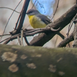 Eopsaltria australis at Yea, VIC - 31 Oct 2023