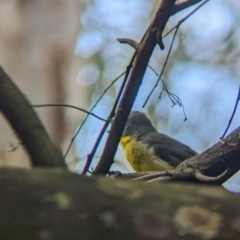 Eopsaltria australis at Yea, VIC - 31 Oct 2023