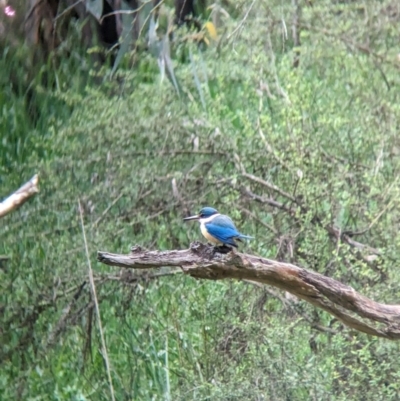 Todiramphus sanctus (Sacred Kingfisher) at Yea, VIC - 31 Oct 2023 by Darcy